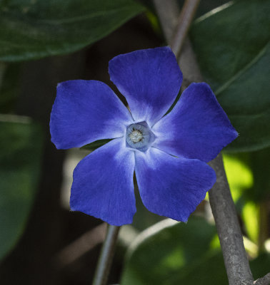 Simple backlit beauty in the hedgerow.jpg
