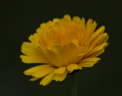 front focus.jpg