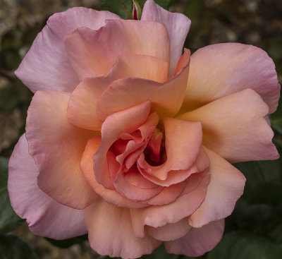 P1088176.jpg