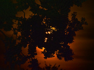 moon rising.jpg