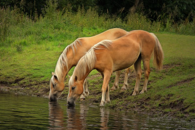 Mare and young drinking at Oxnead Mill, Norfolk, Uk
