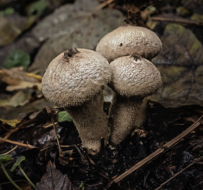 puff ball fungus.jpg