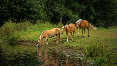 Mare and young drinking at Oxnead Mill, Norfolk, Uk