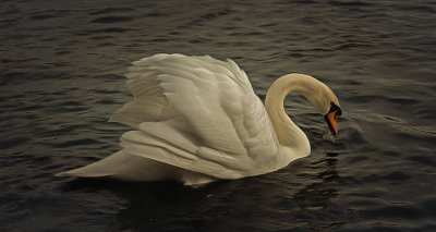swan song.jpg