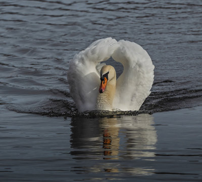 swan .jpg