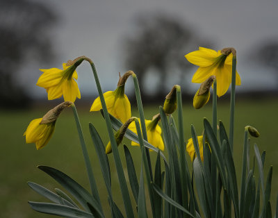 the daffs.jpg