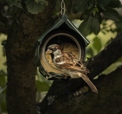 common sparrow.jpg