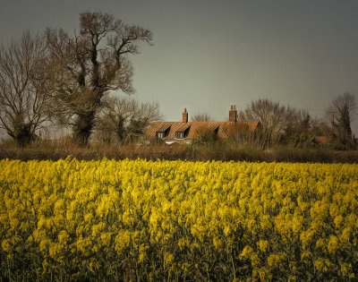 spring Rape Field.jpg