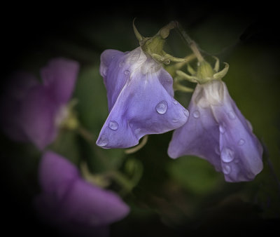 rain at last.jpg