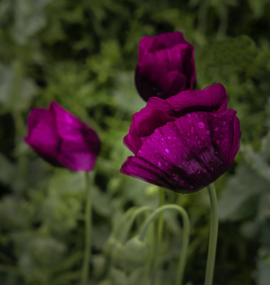 more purple poppies.jpg