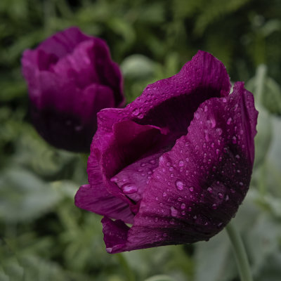 purple poppy.jpg
