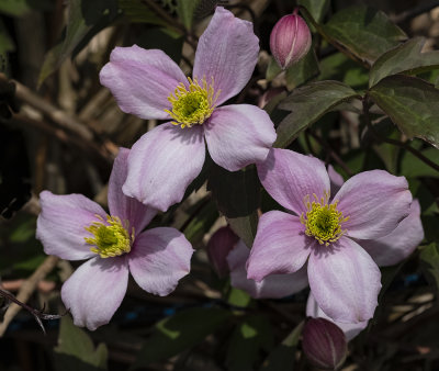 the clematis bounces back.jpg