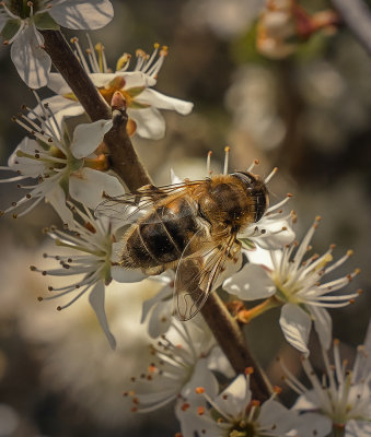 bee close up (2).jpg
