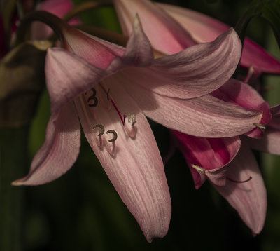 lilly.jpg