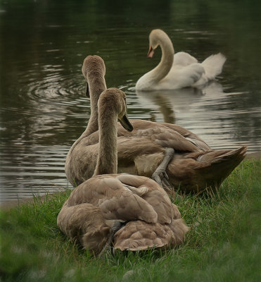 young swans.jpg