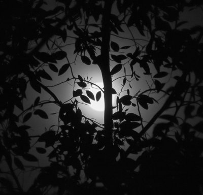 moon through trees.jpg