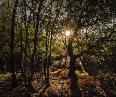Autumn Forest.jpg