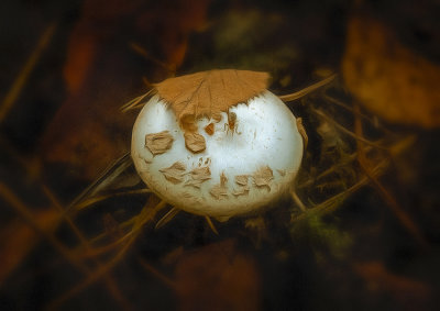 forest floor fly.jpg
