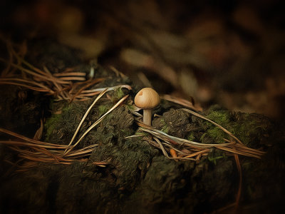 lonely mushroom.jpg
