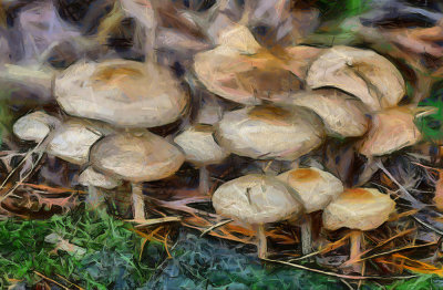 magic mushrooms.jpg