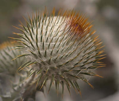 aP1074206.jpg