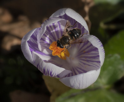 a first bee this year.jpg
