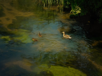 a mum and chicks.jpg