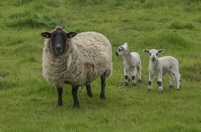 a newborn lambs.jpg