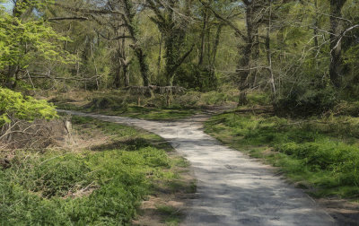 a fork in the path.jpg