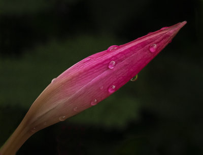 a lily in the rain.jpg