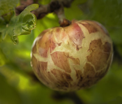 a oak apple.jpg