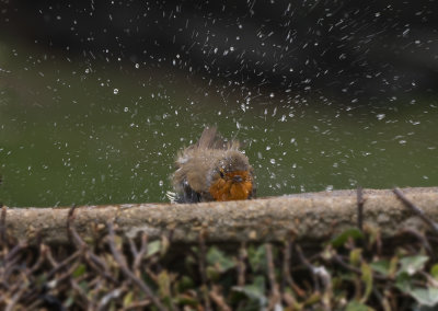 a robin bathing.jpg