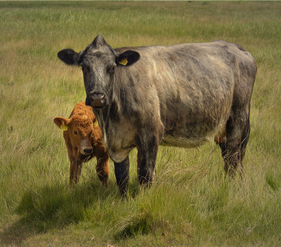 a mum with calf.jpg