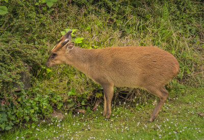 a muntjac.jpg