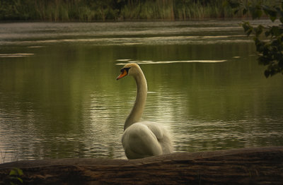 a simple swan.jpg
