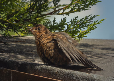 a sunbath bird.jpg