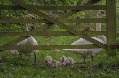 a swan fence.jpg