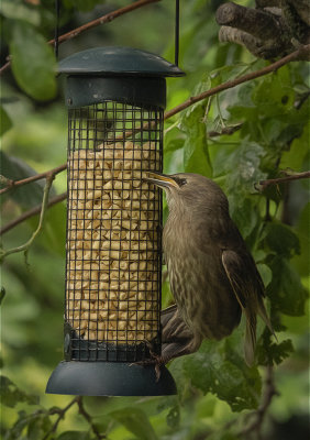 aa young starling.jpg