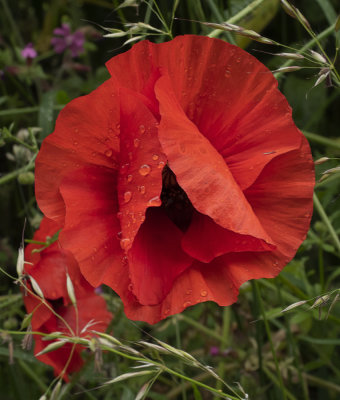 a the poppy wraps up in the rain.jpg