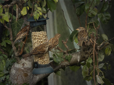 a cockney sparrows.jpg