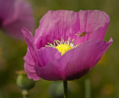 a that`s another purple poppy sorted..jpg