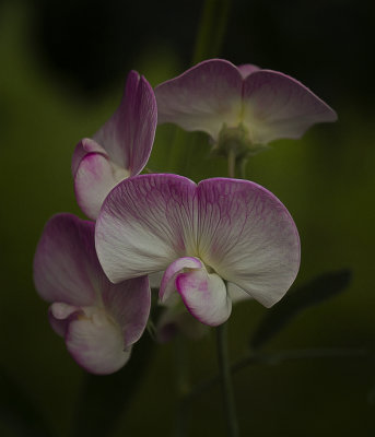 a sweet peas.jpg