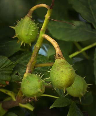 a conkers.jpg