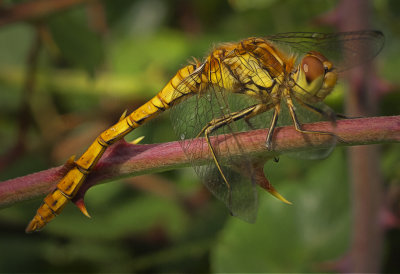 a dragonfly.jpg