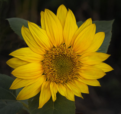 a sunflower from bird seed..jpg