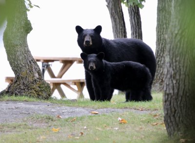 Mom and cub bears