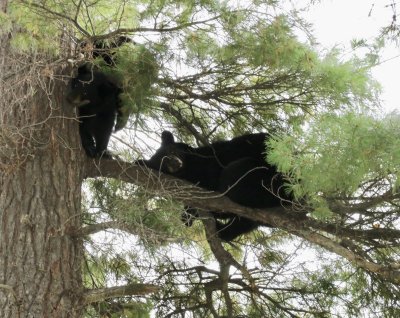 Bears in the tree