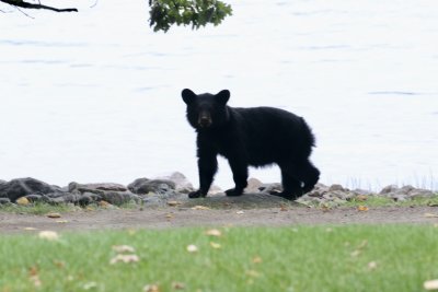 One of the cubs