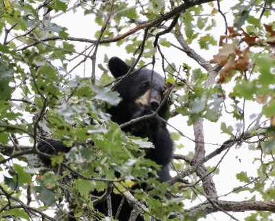 Cub bear eating acorns