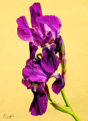 Iris.jpg